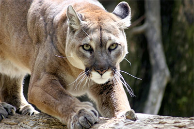 cougar