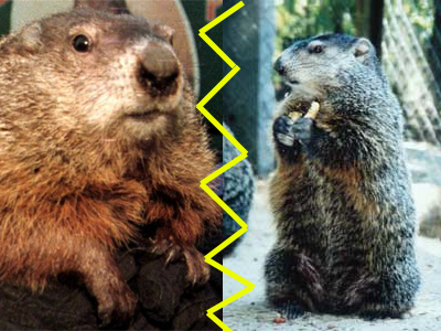 groundhogs