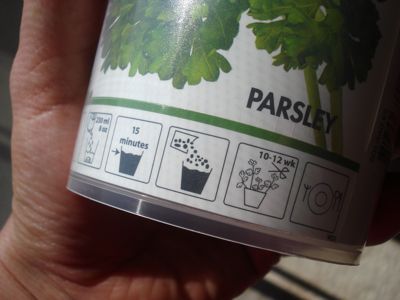 parsley-4.jpg