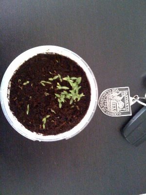 parsley-growing.jpg