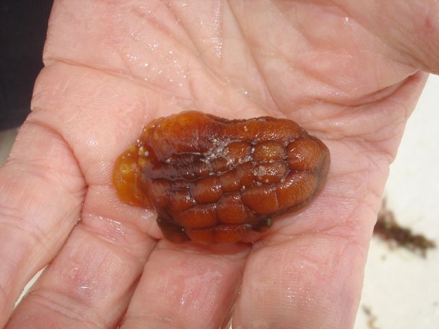 sea-squirt.jpg