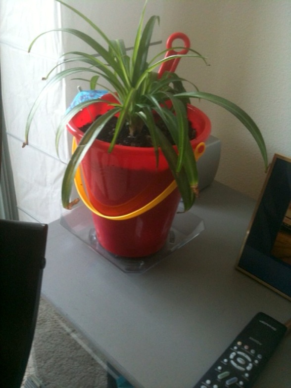spider-plant.jpg